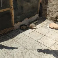 مرغو جوجه