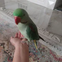 شاه طوطی نر|پرنده|کرج, گلستان|دیوار