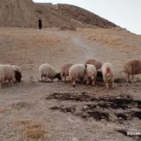 بره|حیوانات مزرعه|سیوان, |دیوار