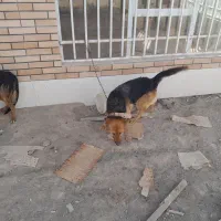 سگ ژرمن|سگ|اصفهان, قهاب جنوبی|دیوار
