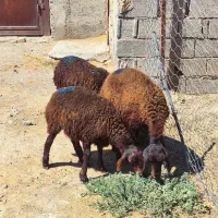 بره ماده قزل افشاری سبک وزن  ۲۵ کیلویی