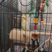 عروس هلندی ماده 6 ماهه