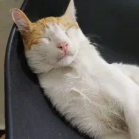 گربه گمشده|حیوانات|اهواز, پردیس|دیوار