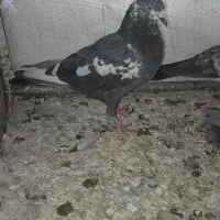 کفتر نر سیاه کله ماستی و مفلق پیس و ماده گرگی