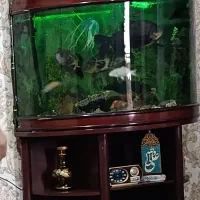 آکواریوم خمیده