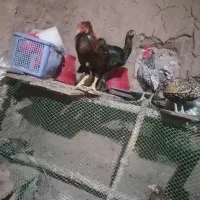 مرغ خر وس لاری