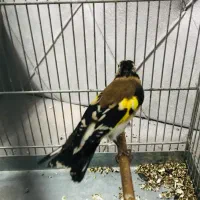 جوجه سهره رسمی گردن کلفت عطیقه|پرنده|پاکدشت, حصار امیر|دیوار