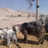 بز داشتی کهره دار|حیوانات مزرعه|اوز, |دیوار