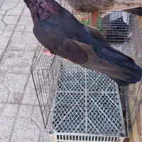 کبوتر زاغ صربستانی|پرنده|ارومیه, |دیوار