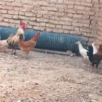 مرغ|حیوانات مزرعه|شوش, |دیوار