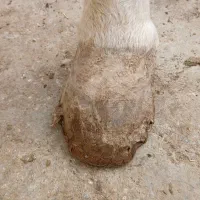 نعلبندی کامل اسب وقیار