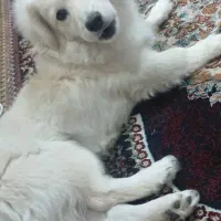 واگذاری رایگان