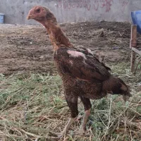 مرغ و خروس لاری اصیل