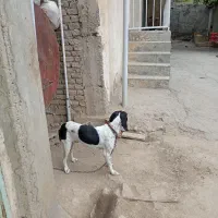 فروش توله سگ میکس آلمان و انگلیس اصل|سگ|گلی داغ, |دیوار