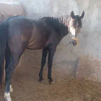 اسب|اسب و تجهیزات اسب‌سواری|بجنورد, |دیوار