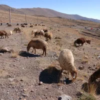 قشلاق برایه چرایی گوسفند یا یونجه ذورت می‌گردید م