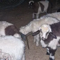 ۲۰ راس بره