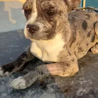 توله ۴ماهه ماده فرنچ بولداگ