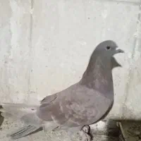 تهرانی ماده