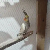 عروس هلندی|پرنده|مزرعه کتول, |دیوار