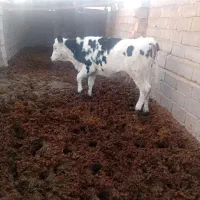 تلیسه|حیوانات مزرعه|اسفراین, |دیوار