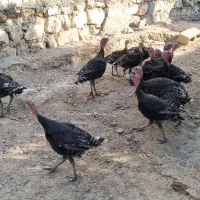 بوقلمون