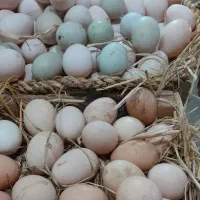 تخم مرغ، اردک، غاز محلی و خانگی گیلان (خوراکی)