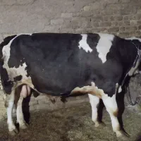 گوساله سمیمینتال