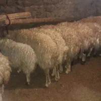 حیوان مزر۰عه