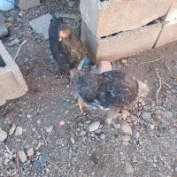 فریح برهما ومرند قره سی|حیوانات مزرعه|مرند, |دیوار