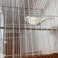 قناری موزایکی|پرنده|رشت, حمیدیان|دیوار