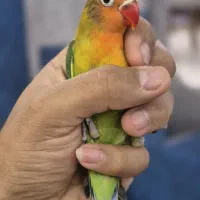 طوطی برزیلی مولد و نابالغ