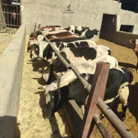 گوساله دو رگ نر|حیوانات مزرعه|جوادآباد, |دیوار