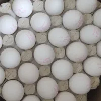 تخم مرغ