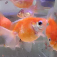 ماهی گلدفیش اوراندا و پرسکال مرواریدی