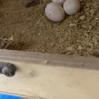 عروس هلندی سخنگو با ۶تا تخم|پرنده|بندرعباس, |دیوار