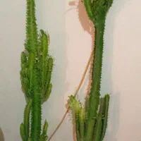 گلهای زیبای من