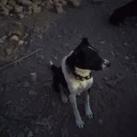 سگ گله|سگ|سلفچگان, |دیوار