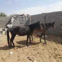 ااسب|اسب و تجهیزات اسب‌سواری|حبیب آباد, |دیوار