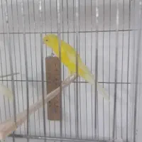 4عدد رسمی بلند بسیار زیبا