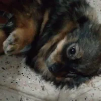 سگ پامرین|سگ|مشهد, انقلاب|دیوار