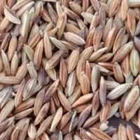 شلتوک عنبر بو تمیز بشرط درجه ۱ خالص تناژ بالا