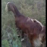 بز ماده