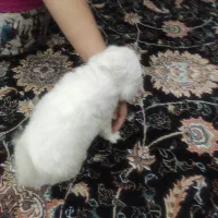 سگ پودل بچه|سگ|فردیس, سرحدی|دیوار