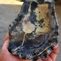 فسیل|کلکسیون اشیاء عتیقه|کرمانشاه, |دیوار