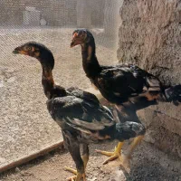 جوجه لاری