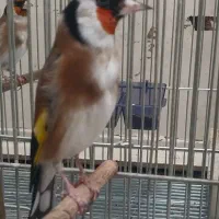 سهره جفتی کت باز کن و قرص بخون