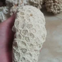 مرجان آکواریوم|ماهی|محمدشهر, همایون ویلا|دیوار