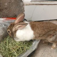 خرگوش نر