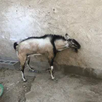 فروش نری دو رگه پازن|حیوانات مزرعه|بندرعباس, |دیوار
